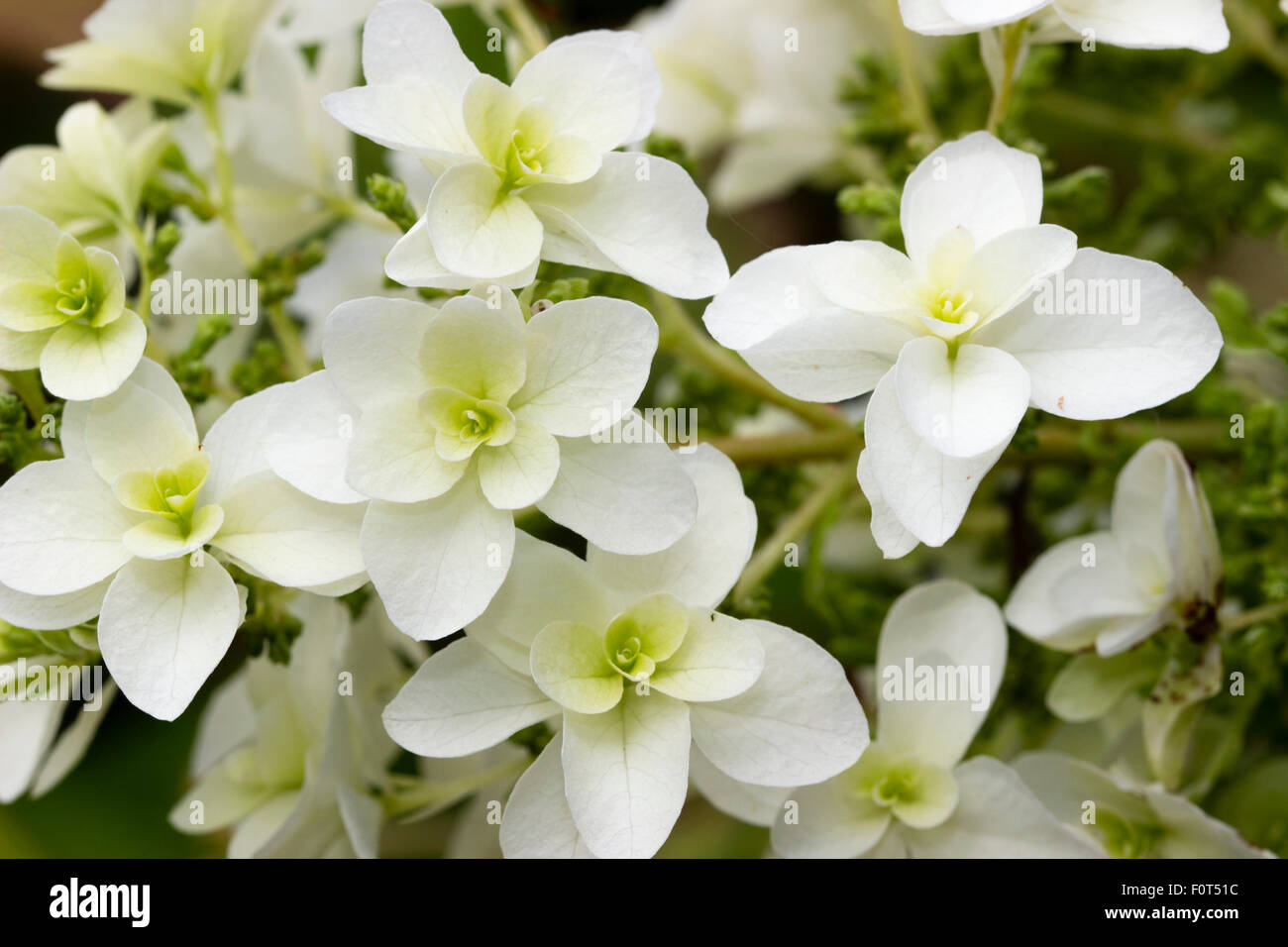 Fleur double fleurs stériles dans la panicule de l'hortensia à feuilles de chêne quercifolia 'Snow Queen' Banque D'Images