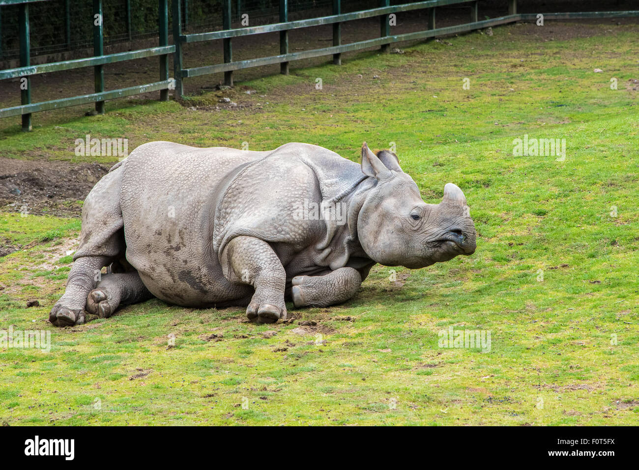 Le rhinocéros à une corne, Banque D'Images