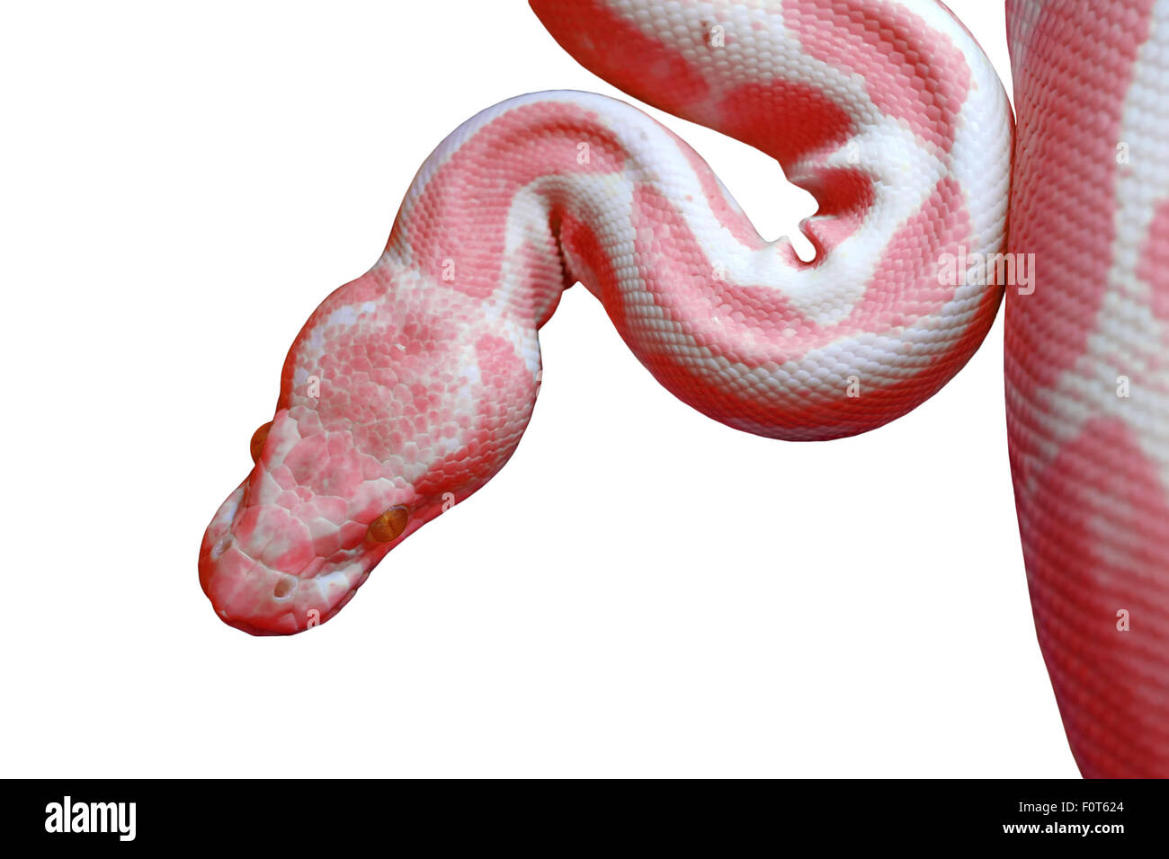 Python réticulé albinos (python reticulatus) isolé sur fond blanc Photo ...