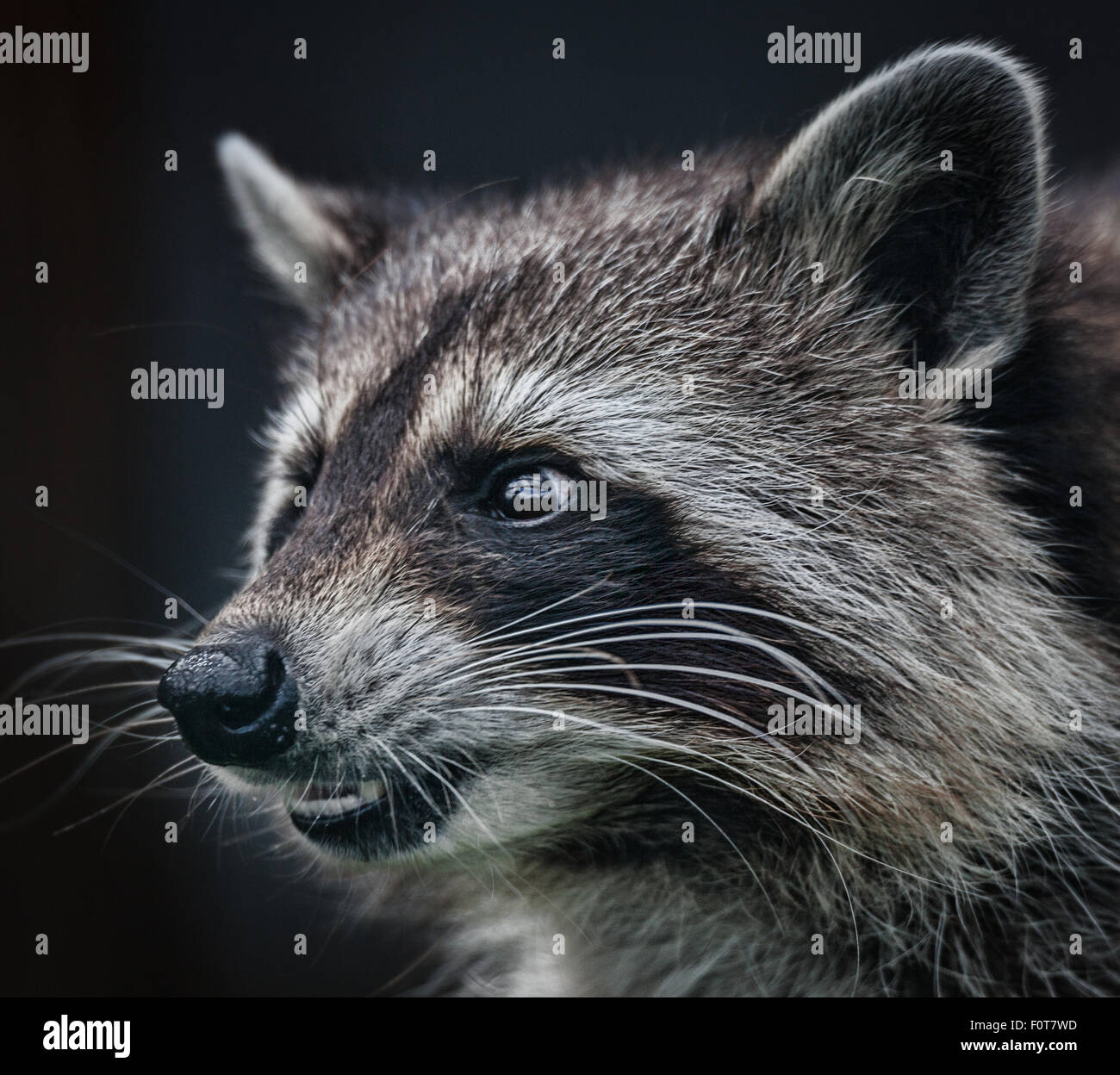 Racoon head shot close up Banque D'Images