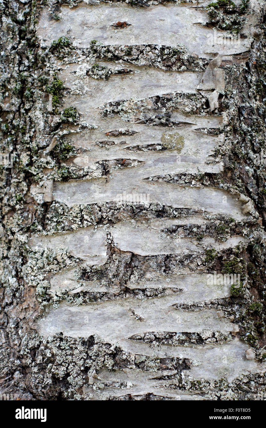 Gros plan de l'écorce d'arbre blanche et noire couverte de lichen Banque D'Images