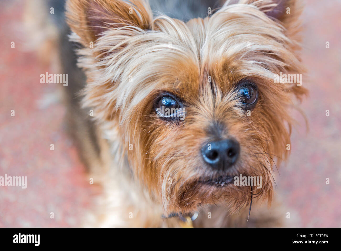 Close up head shot of yorkshire terrier, un petit, mignon chien de compagnie, un chien choyé, avec de grands yeux, le regard vers le haut Banque D'Images