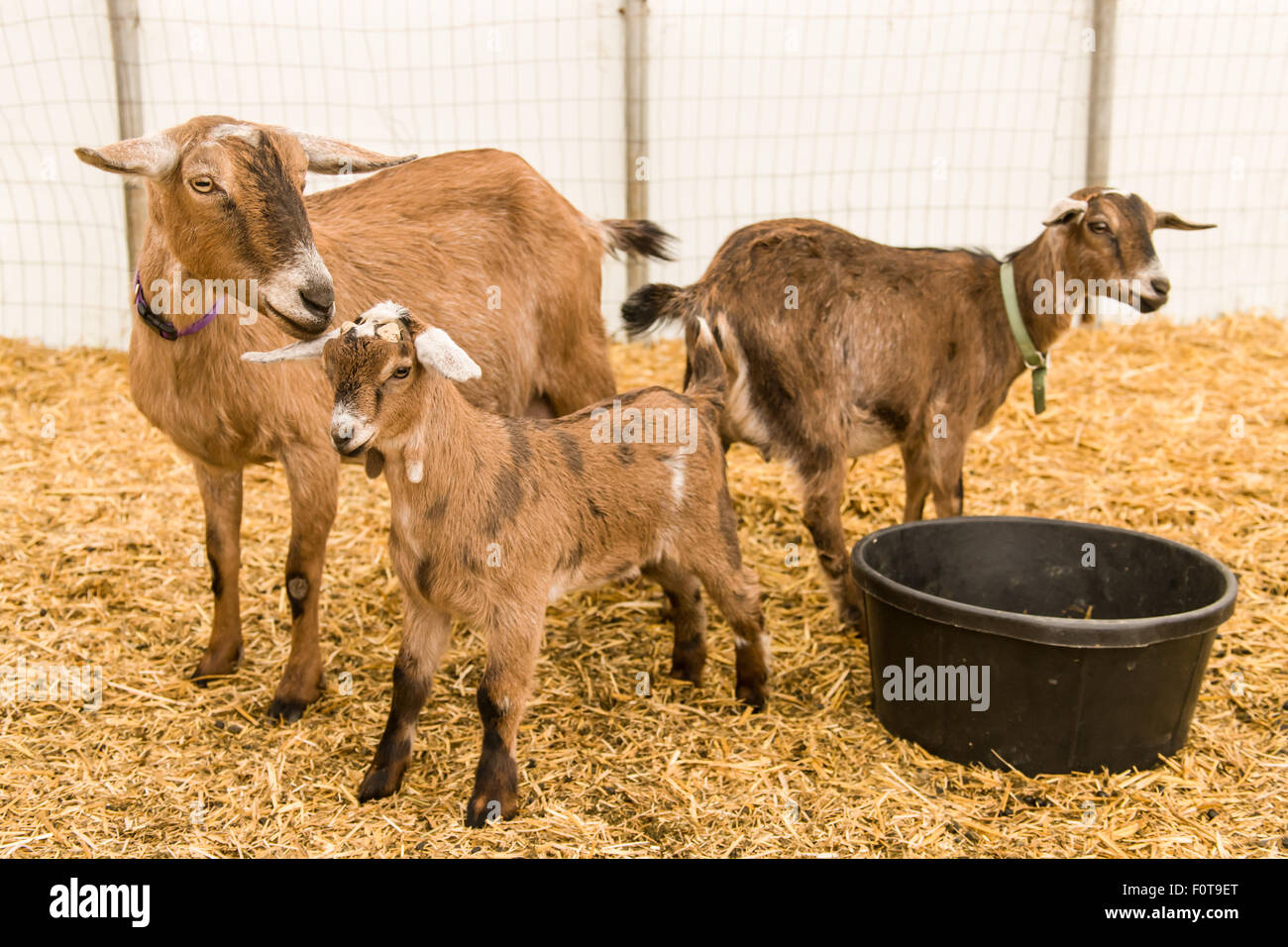 Mère des chèvres laitières et kid à l'intérieur d'un abri temporaire à côtés en plastique à oeillet, Washington, USA Banque D'Images