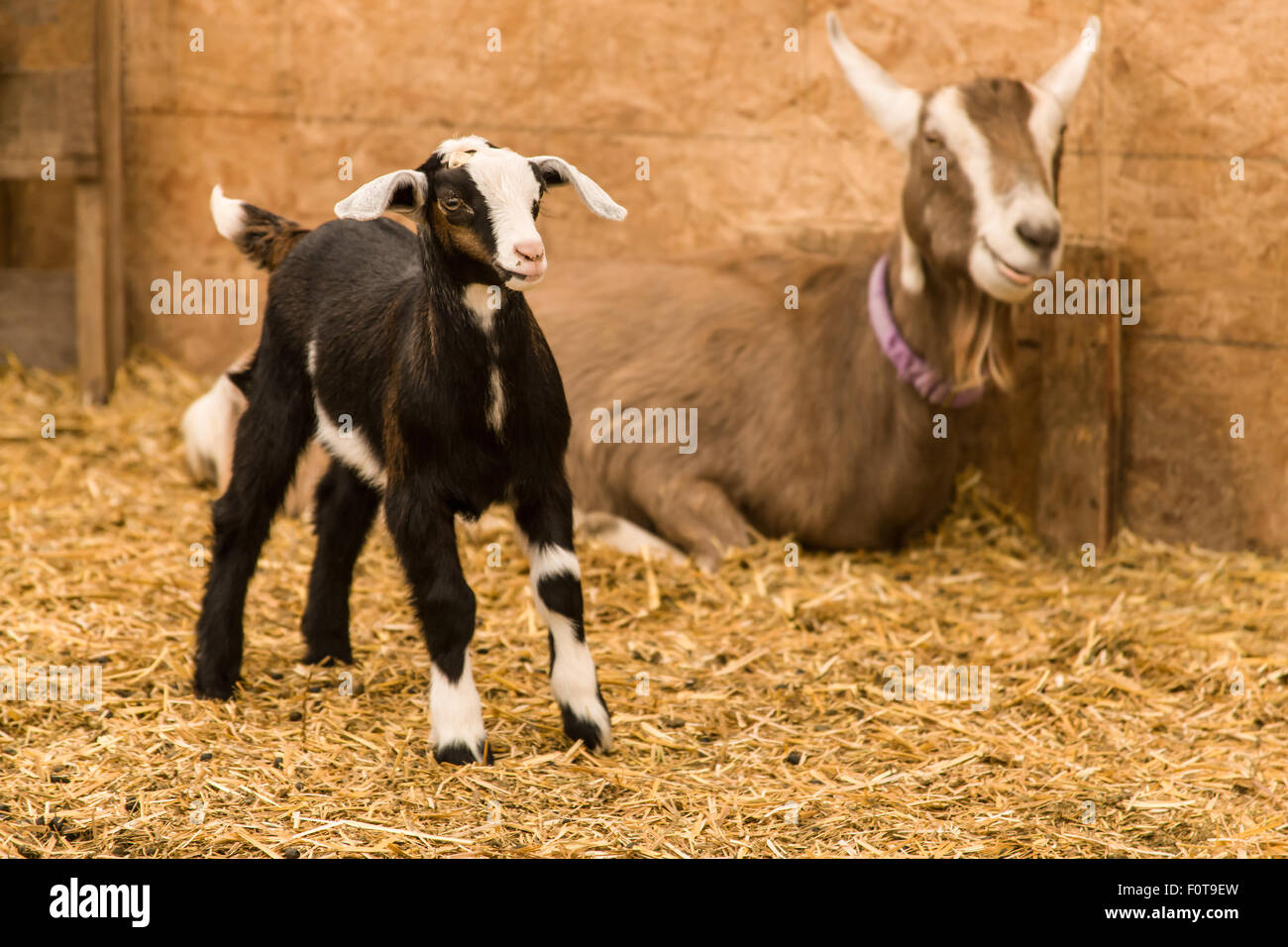 Mère de lait de chèvre Alpine et kid à l'intérieur de la grange pour sportifs, Washington, États-Unis Banque D'Images