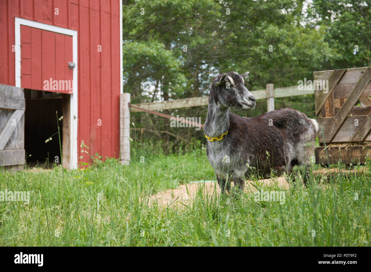 Lait de chèvre dans les pâturages alpins par sa grange à Galena, Illinois, USA Banque D'Images
