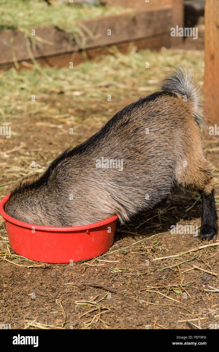 Un bol alimentaire sans fond ? La chèvre pygmée africaine kid's head semble disparaître en tant qu'elle joue avec son bol de nourriture. Banque D'Images