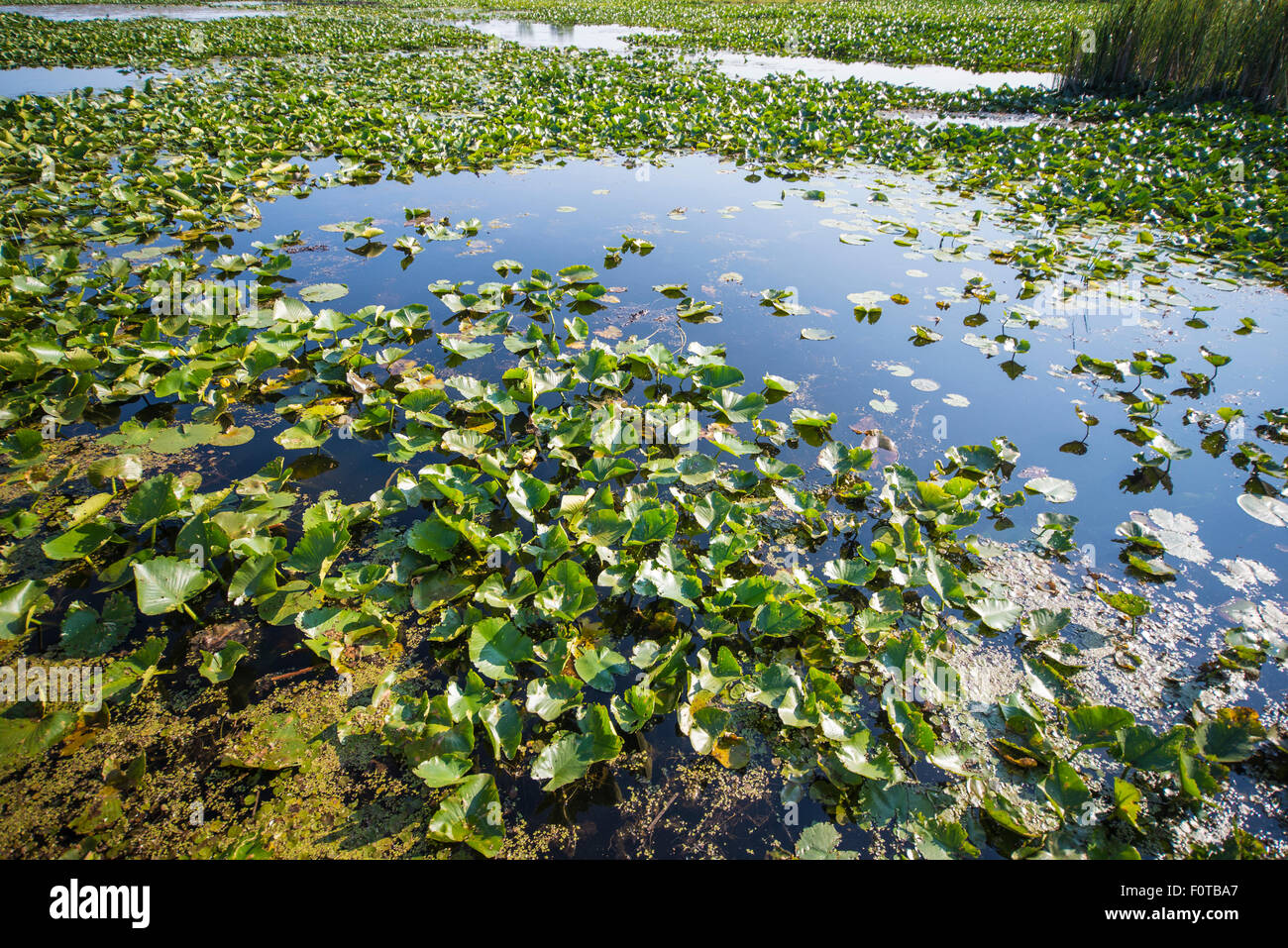 Zone de marais dans le parc national de la Pointe-Pelée, Ontario, Canada Banque D'Images