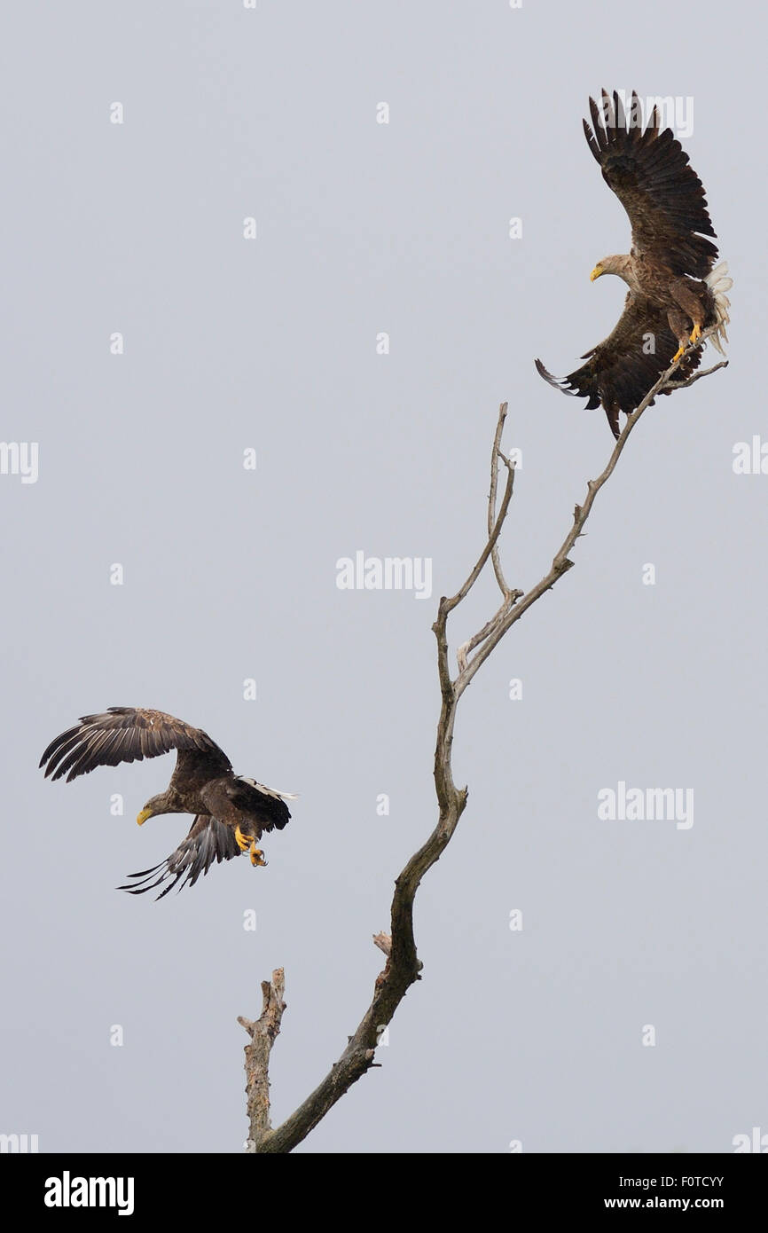Le cerf à queue blanche (Haliaeetus albicilla), décollant de la perchaude, du delta du Danube, la Roumanie peut zone rewilding Banque D'Images