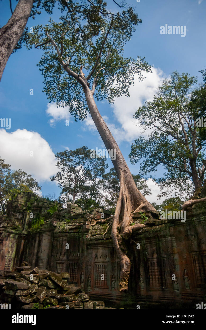 Grand arbre à Ta Prohm temple. © Anastasia Ika Banque D'Images