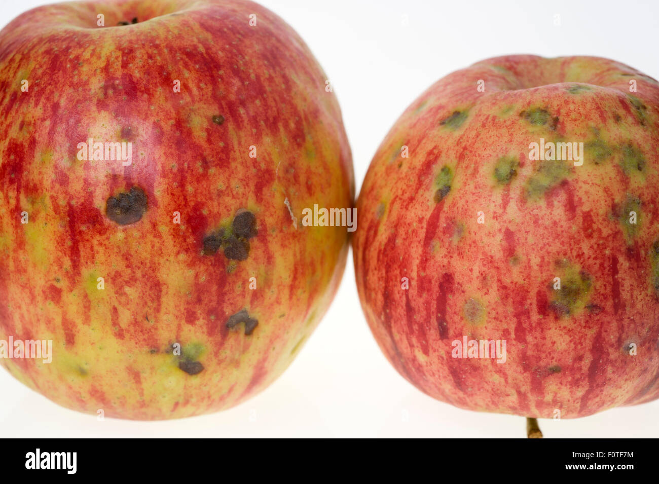 Les symptômes sur les pommes amères Banque D'Images
