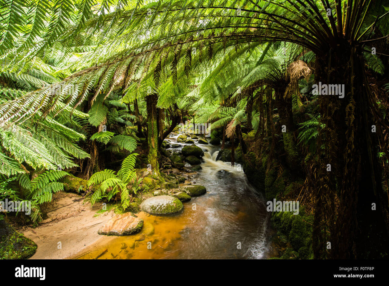 Stream et fougères arborescentes, St Columba Falls Réserver, Tasmanie Banque D'Images