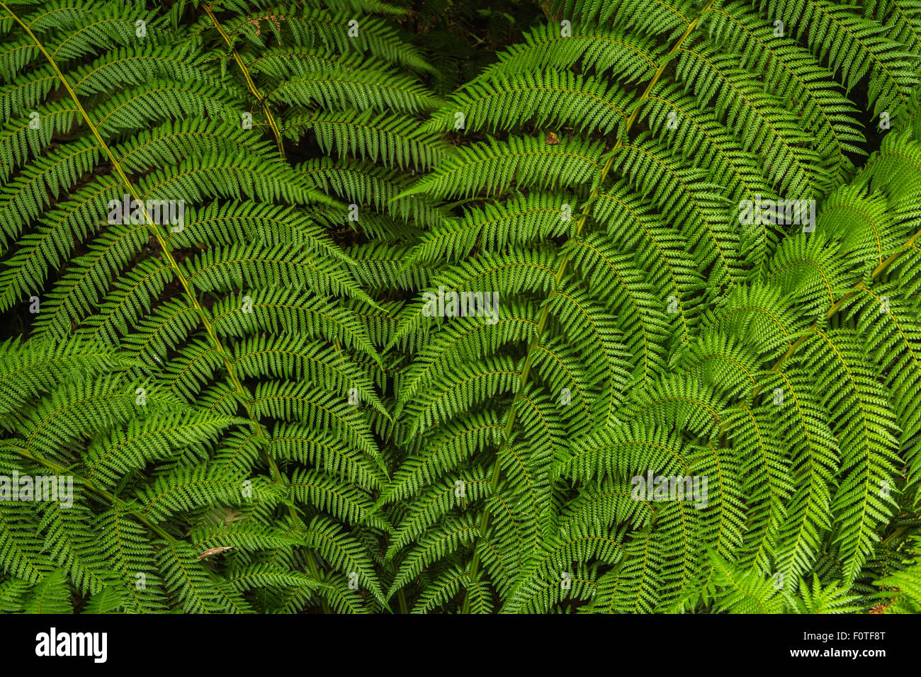 Les frondes de fougère arborescente, St Columba Falls, New Caledonia Banque D'Images