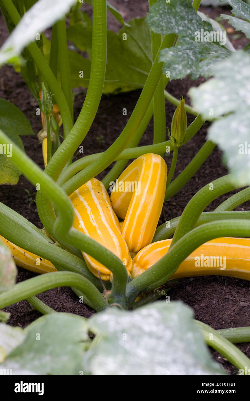 Cucurbita pepo. Unbeam "Courgette" croissant dans le potager. Banque D'Images