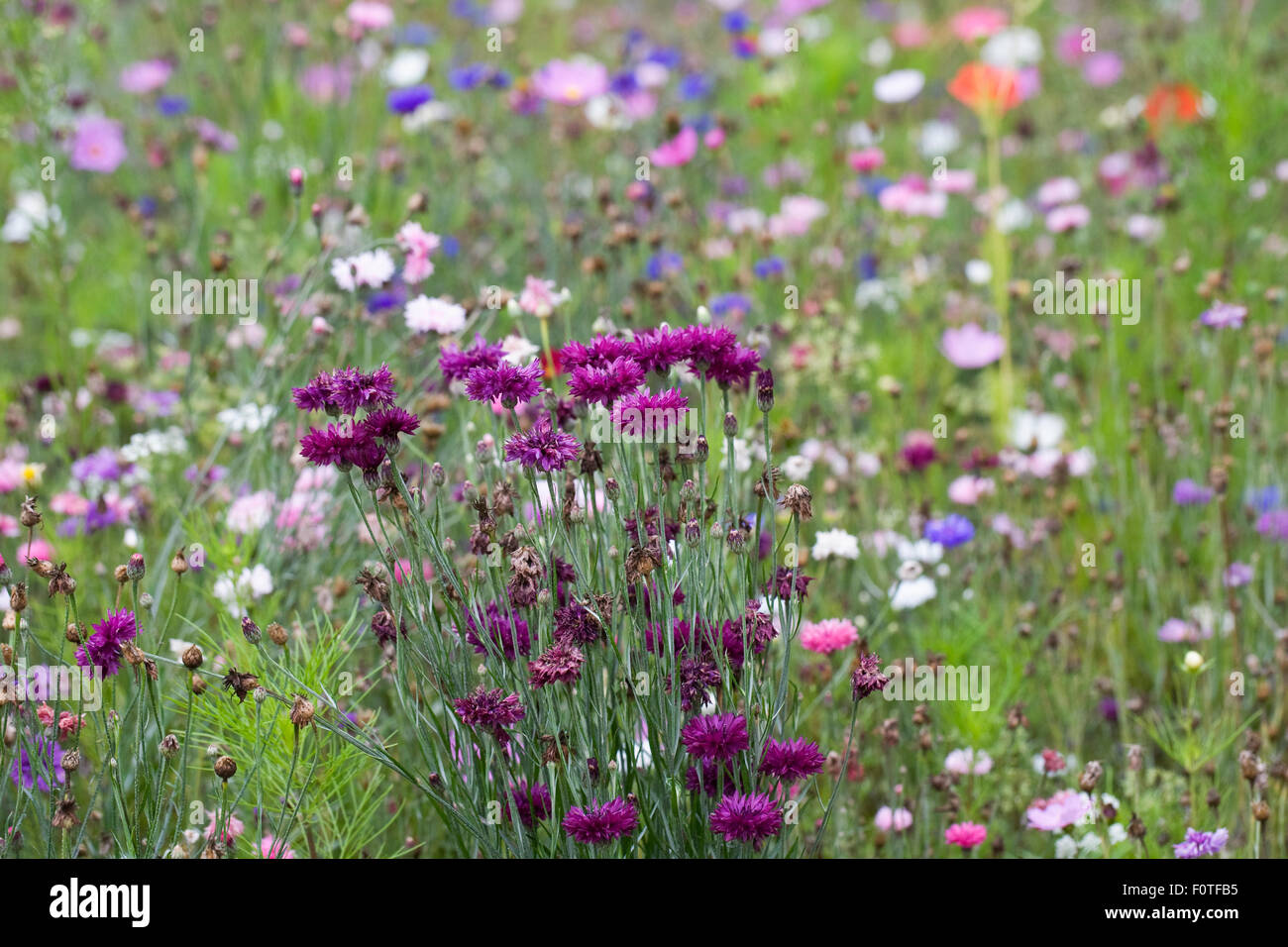 Prairie de fleurs à la fin de l'été. Banque D'Images