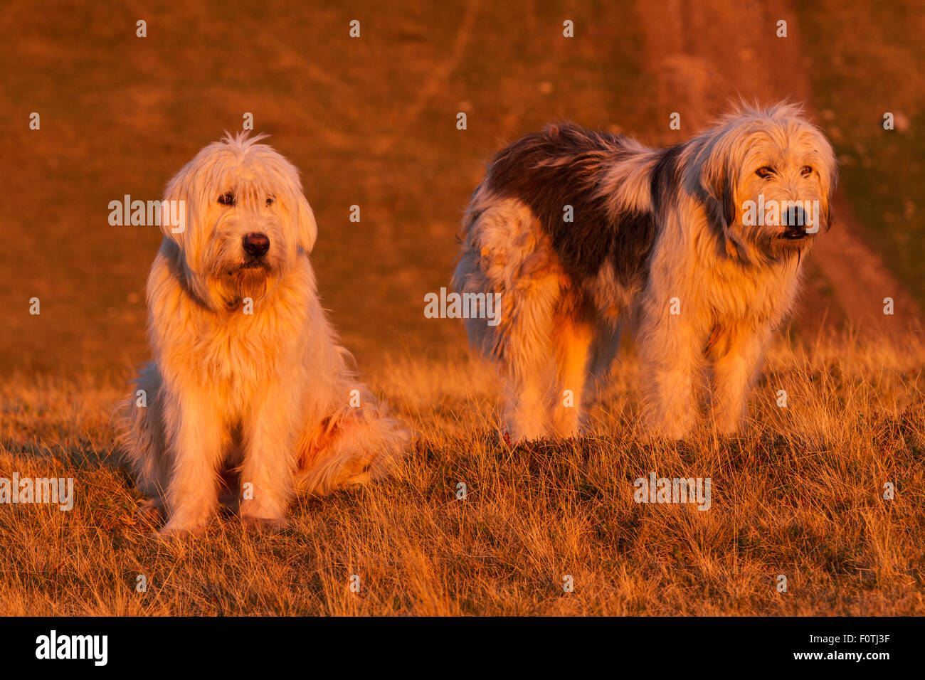 Deux Chien Berger Roumain Race Mioritic Dans Le Munti