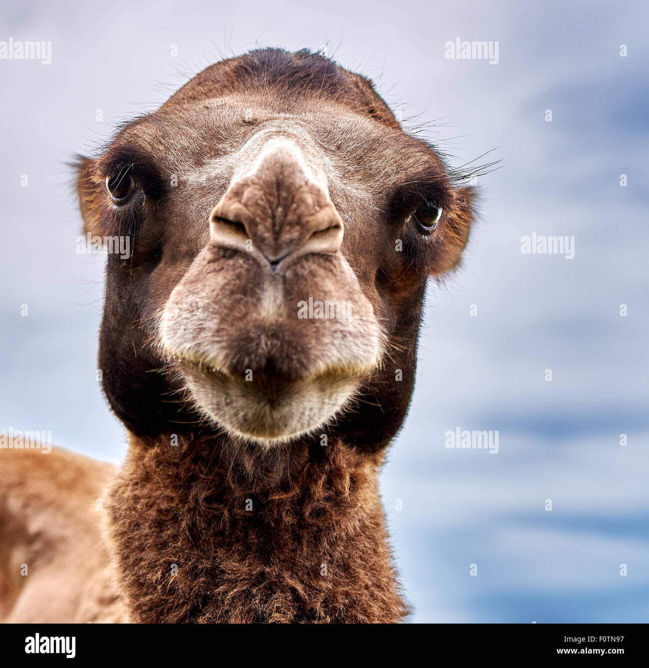 Avec camel avec genre yeux Banque D'Images
