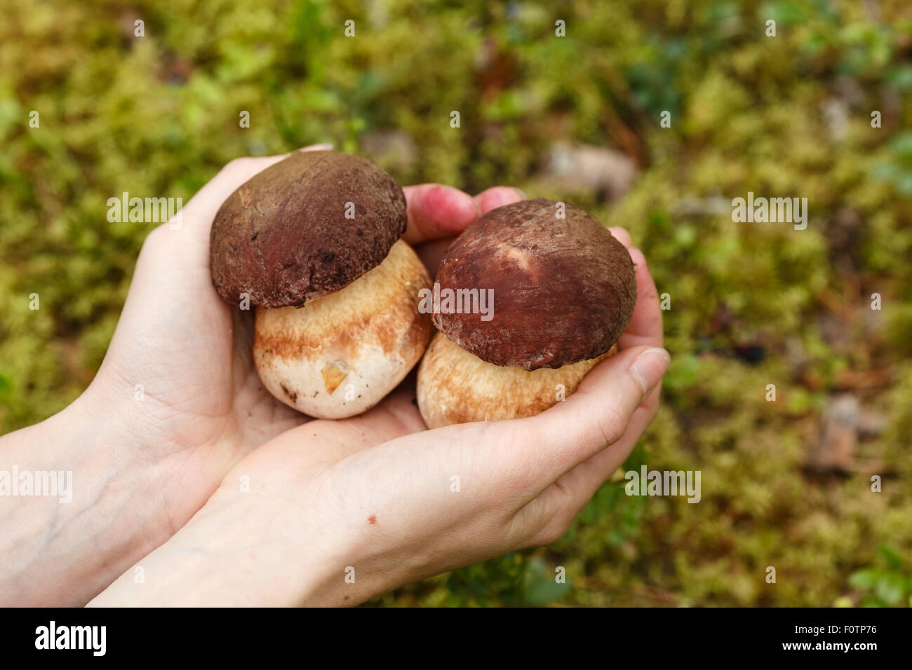 Les mains tenant deux porcinis (Boletus edulis). Banque D'Images