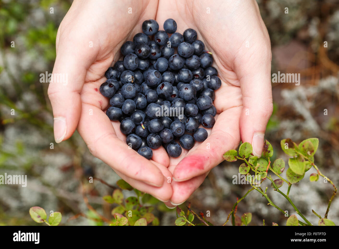 Femme poignée de myrtilles sauvages fraîchement cueillis Banque D'Images