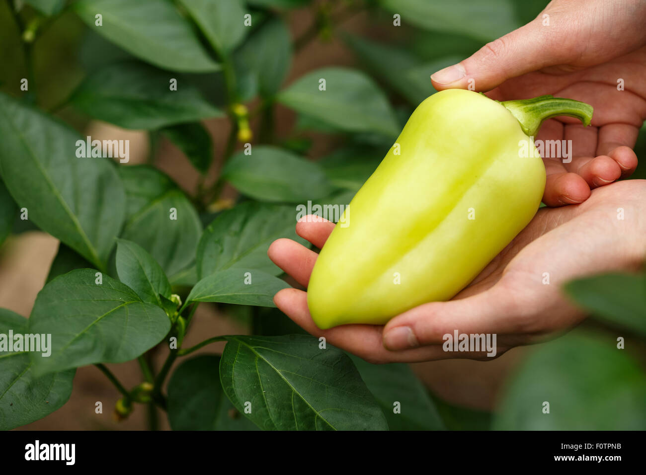Les mains des femmes de la récolte des poivrons de collecte Banque D'Images