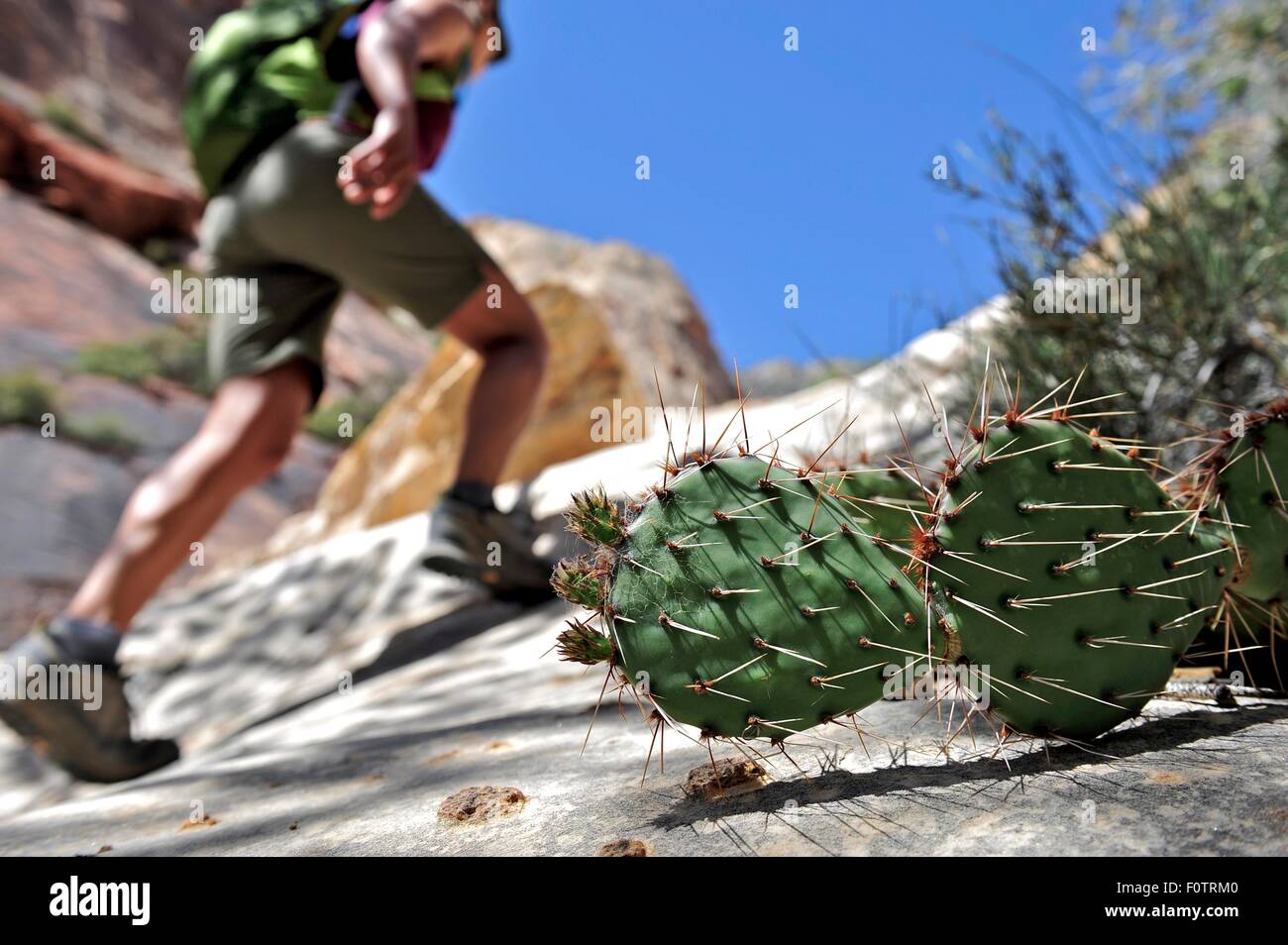 Low angle view of cactus et randonneur, focus on foreground Banque D'Images