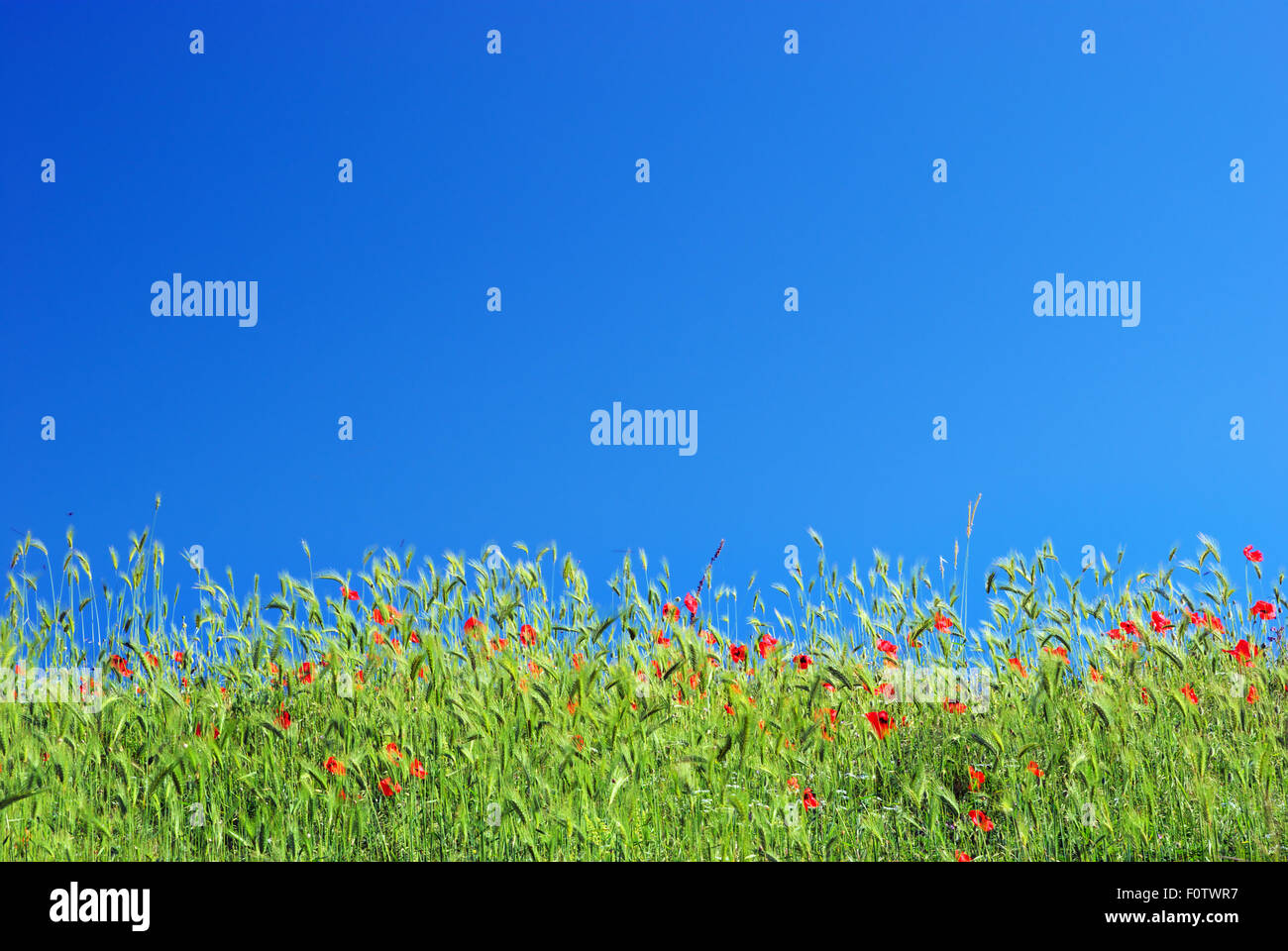Coquelicot en herbe verte et ciel bleu profond. Banque D'Images