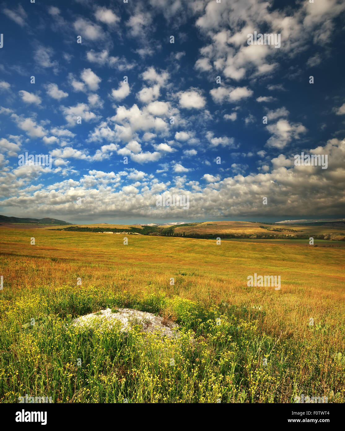 Champ de fleur de ressort dans les montagnes. Composition de la Nature Banque D'Images