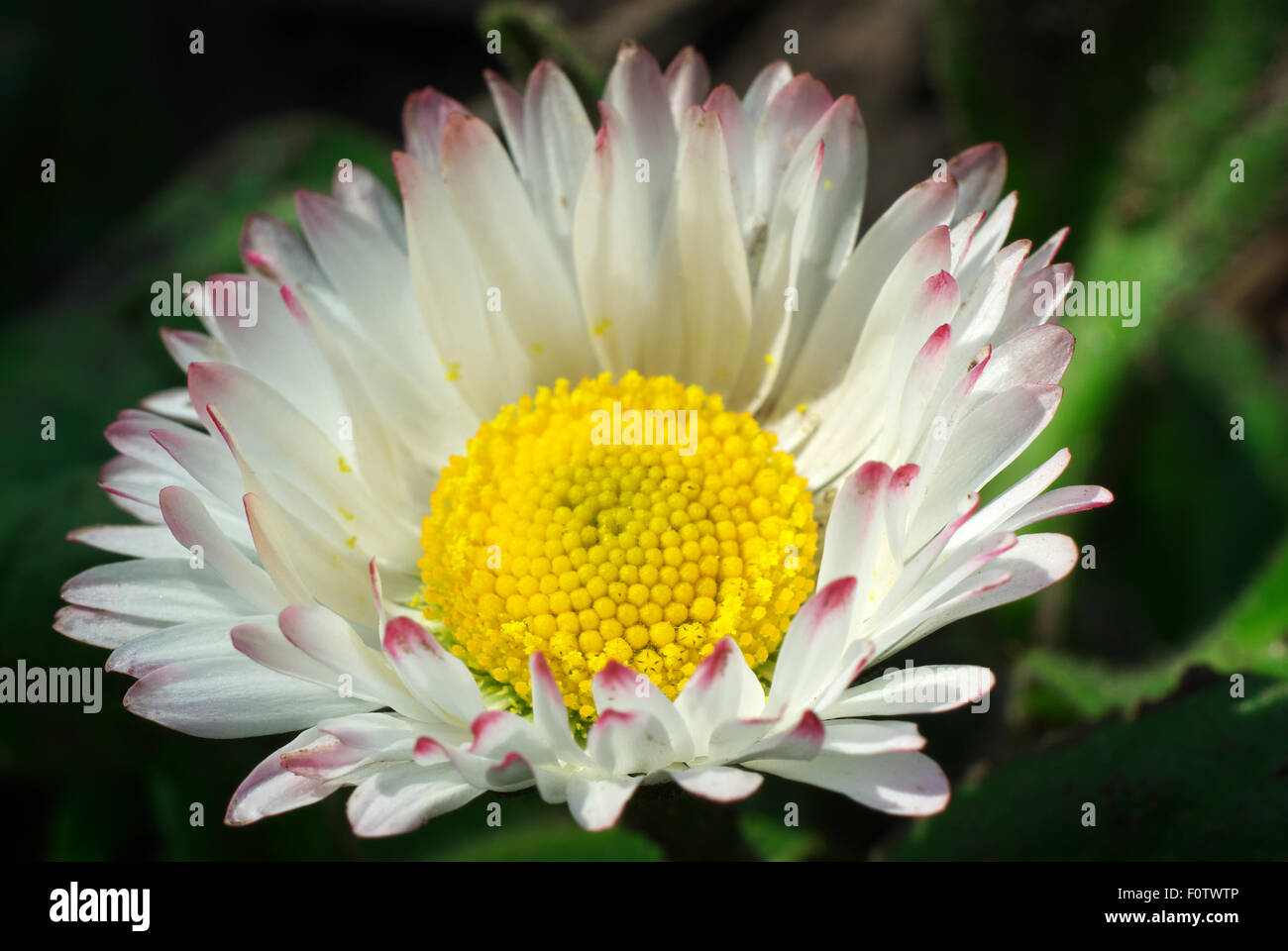 Daisy commun béllis. perénnis Banque D'Images