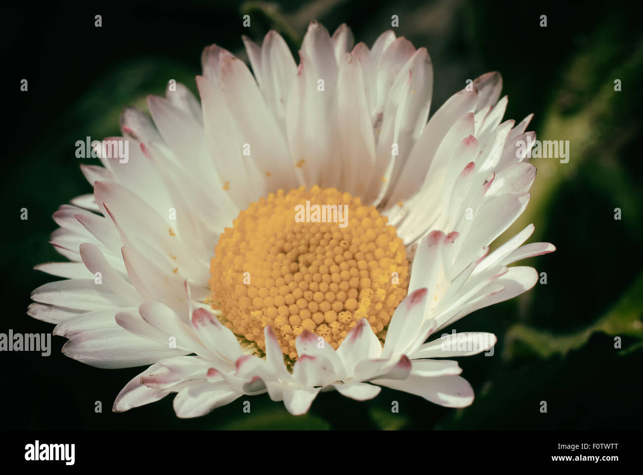 Daisy commun béllis. perénnis Banque D'Images