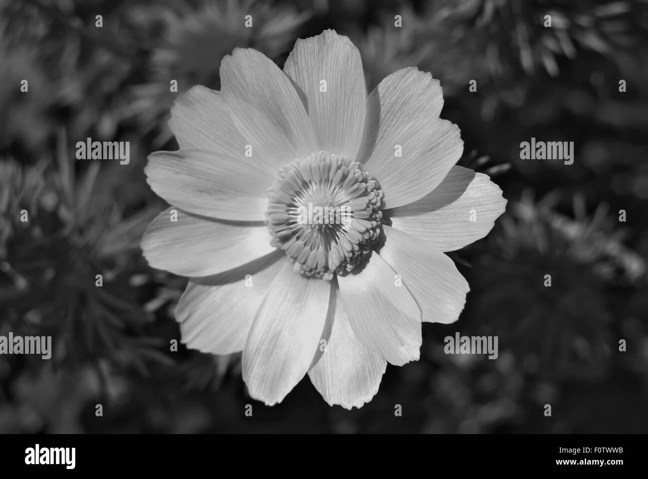 Adonis. fleur style noir et blanc. Banque D'Images