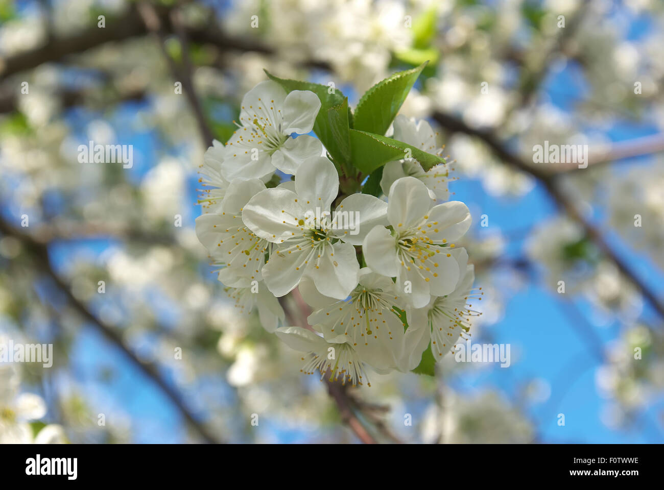 Les fleurs de cerisier. Fleur de printemps. Composition de la nature. Banque D'Images