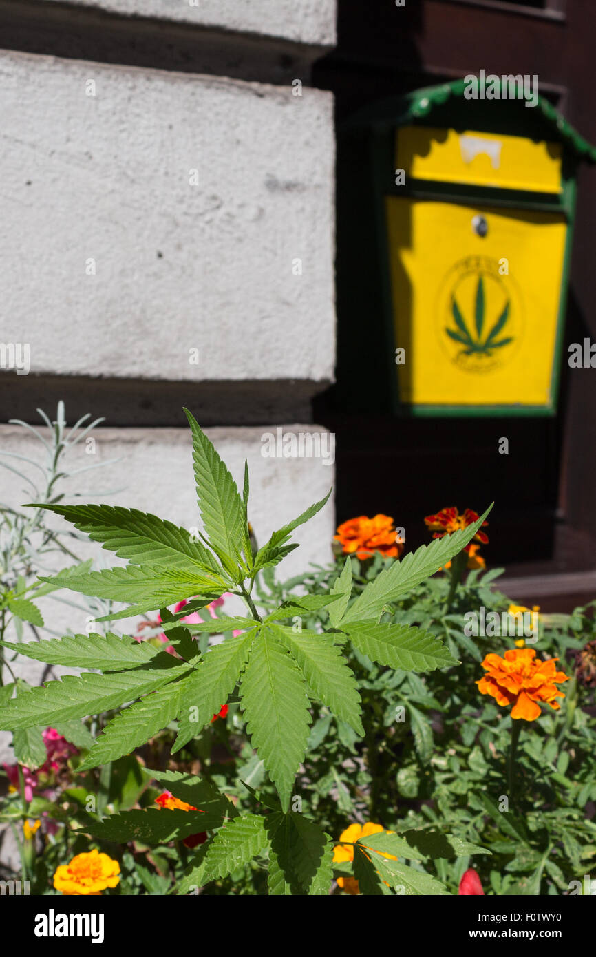 Hemp museum BERLIN, ALLEMAGNE - plante de cannabis Banque D'Images