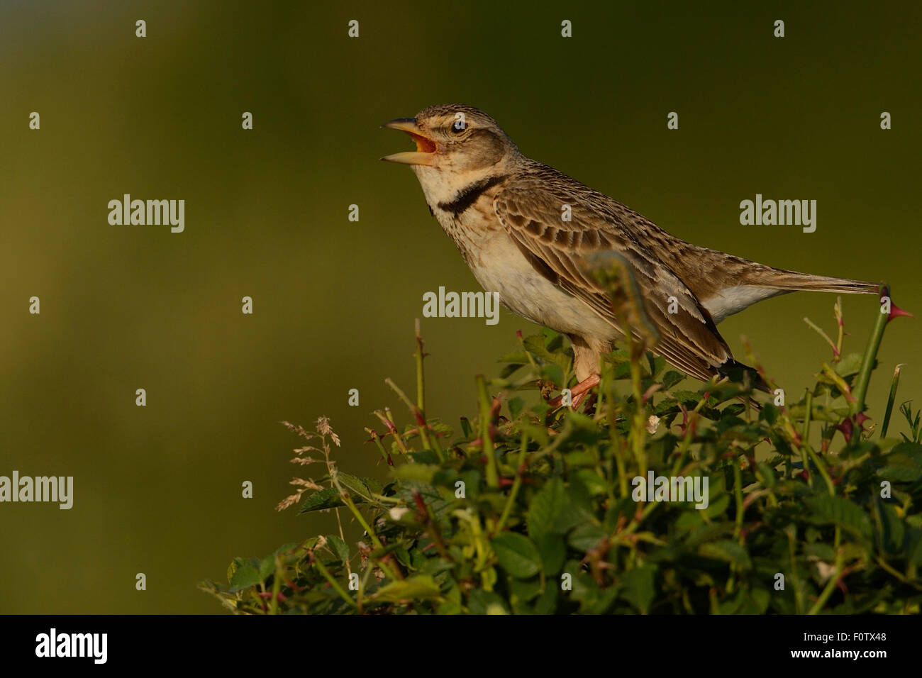 Calandra lark (Melanochorypha calandra) chant, Sakar, montagnes Rhodopes de l'Est, Bulgarie, mai 2013. Banque D'Images