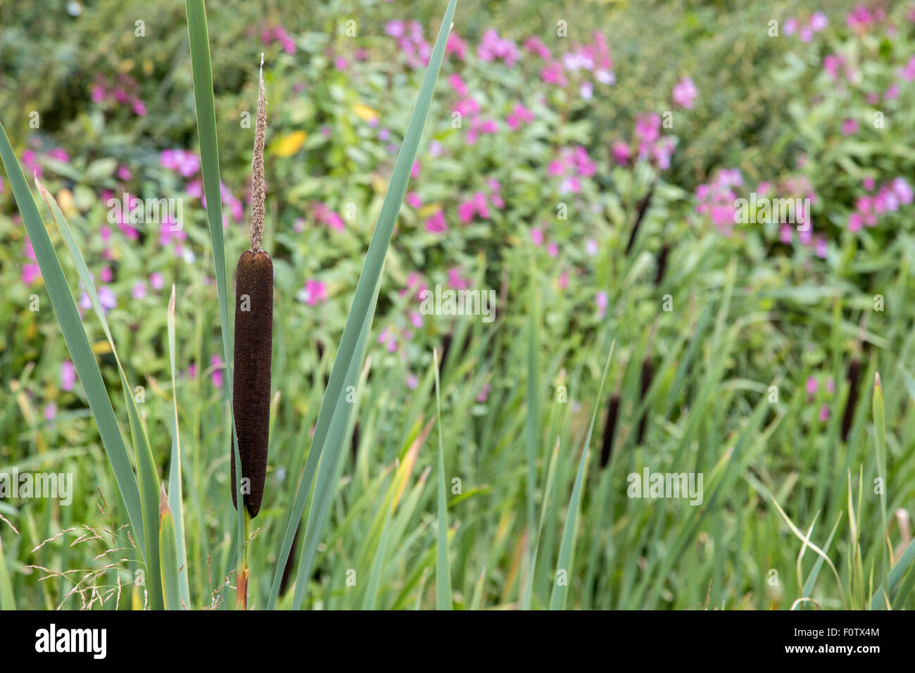 Balsamine de l'himalaya qui empiètent sur une roselière, England, UK Banque D'Images