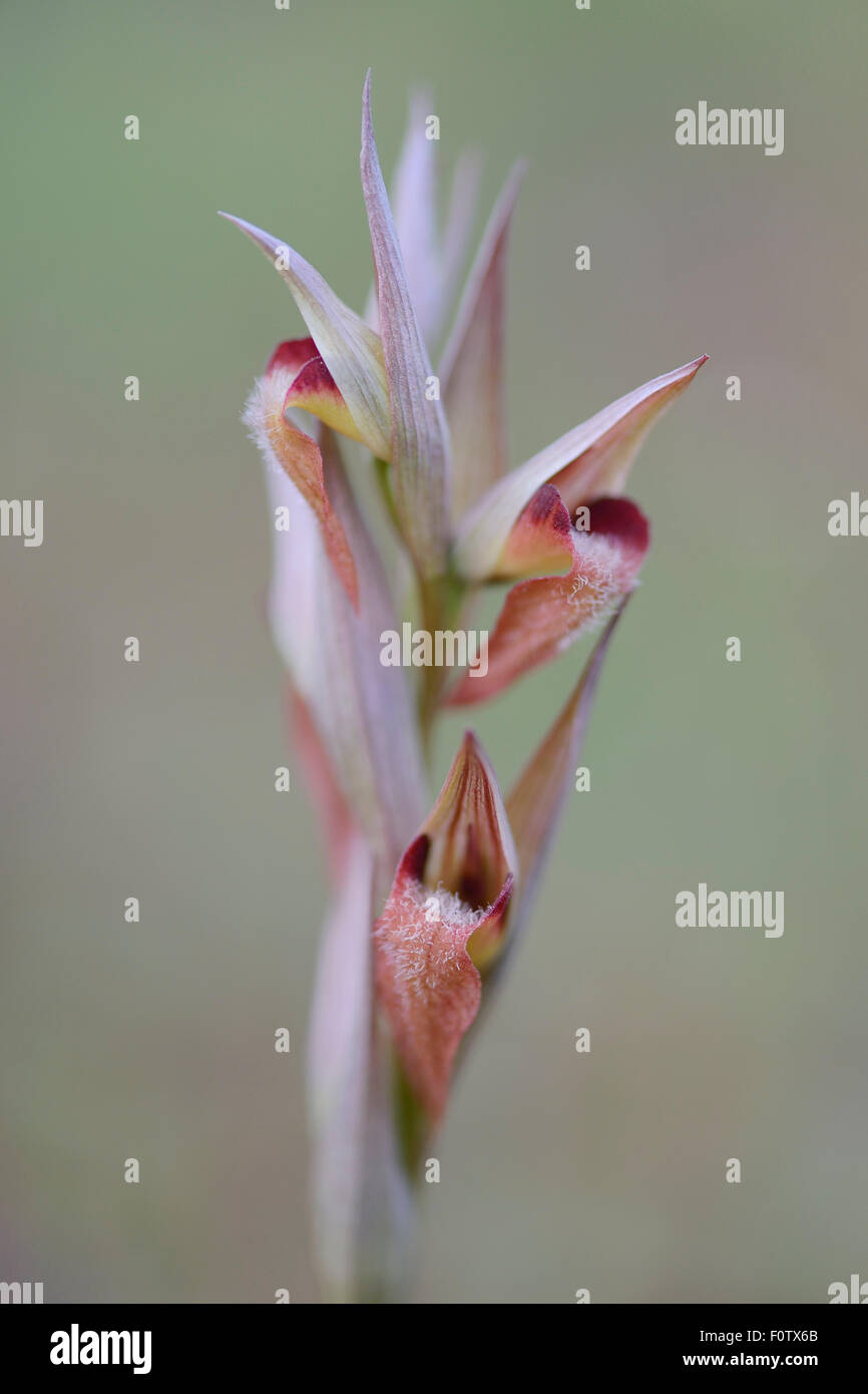 Lèvres longue (Serapias vomeracea Serapias) Eastern Rhodope, Bulgarie, mai 2013. Banque D'Images