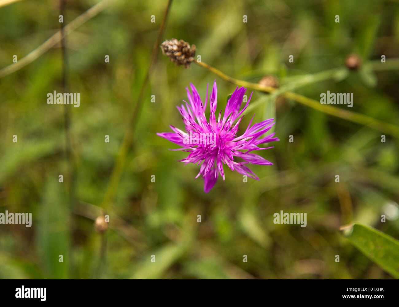 Fleurs sauvages Centaurea nerveuse dans les Alpes Suisses Banque D'Images