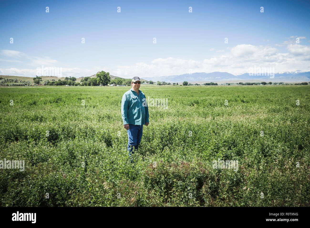 Homme mature dans le champ, Billings, Montana, USA Banque D'Images