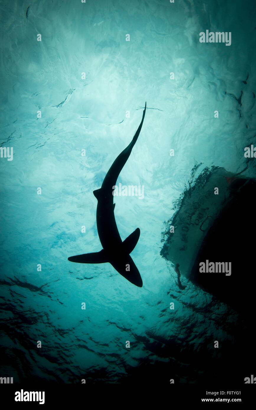 Low angle view of requin bleu Banque D'Images