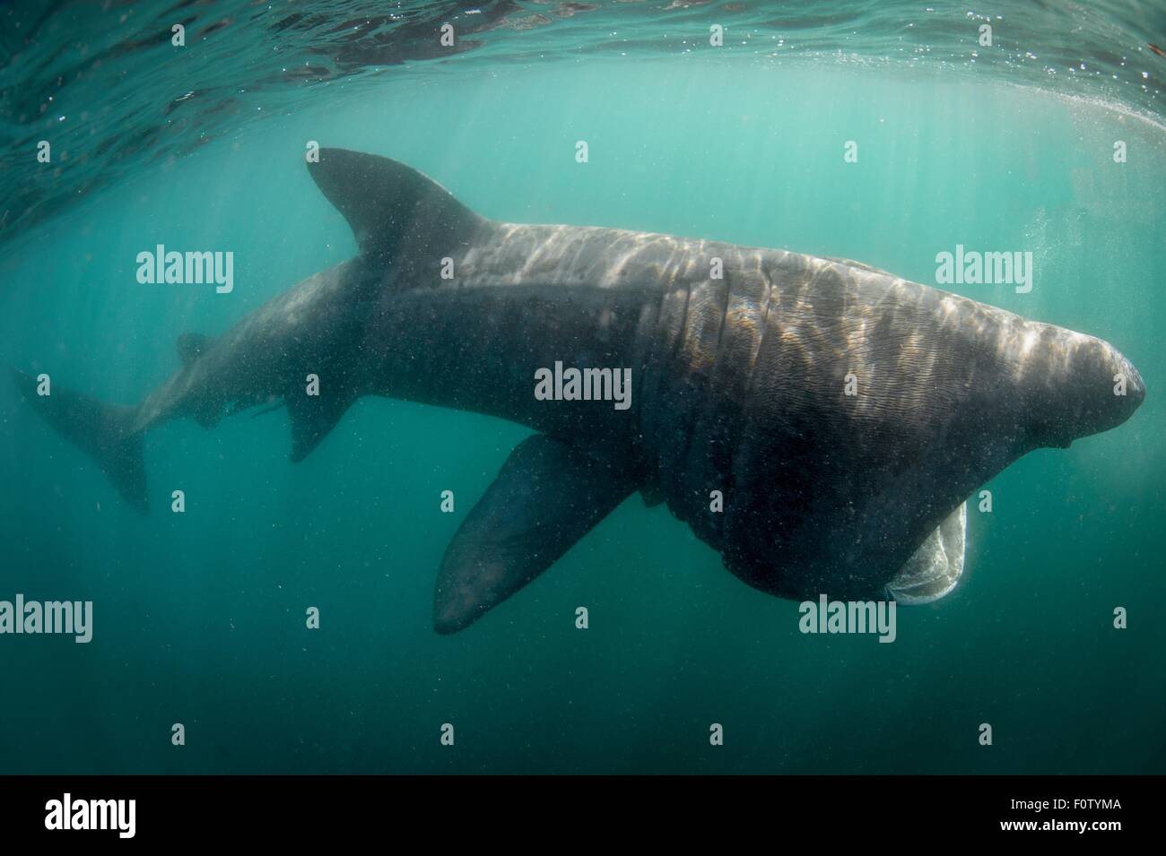 Requin pèlerin Banque D'Images