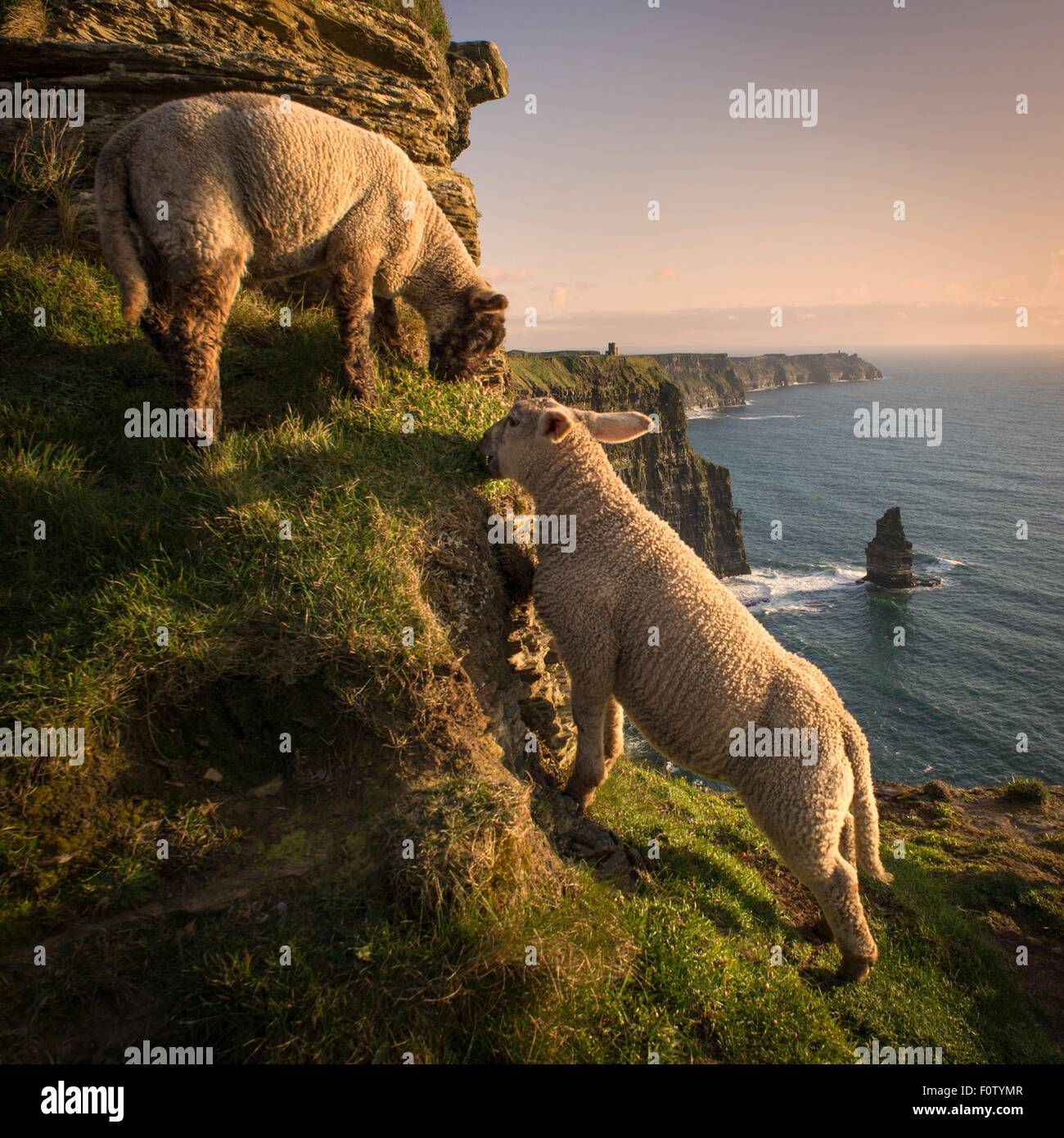 Moutons sur les falaises de Moher, Liscannor, Irlande Banque D'Images