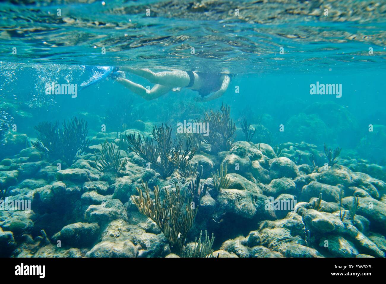 Snorkeler nager sous l'eau plus de coral Banque D'Images