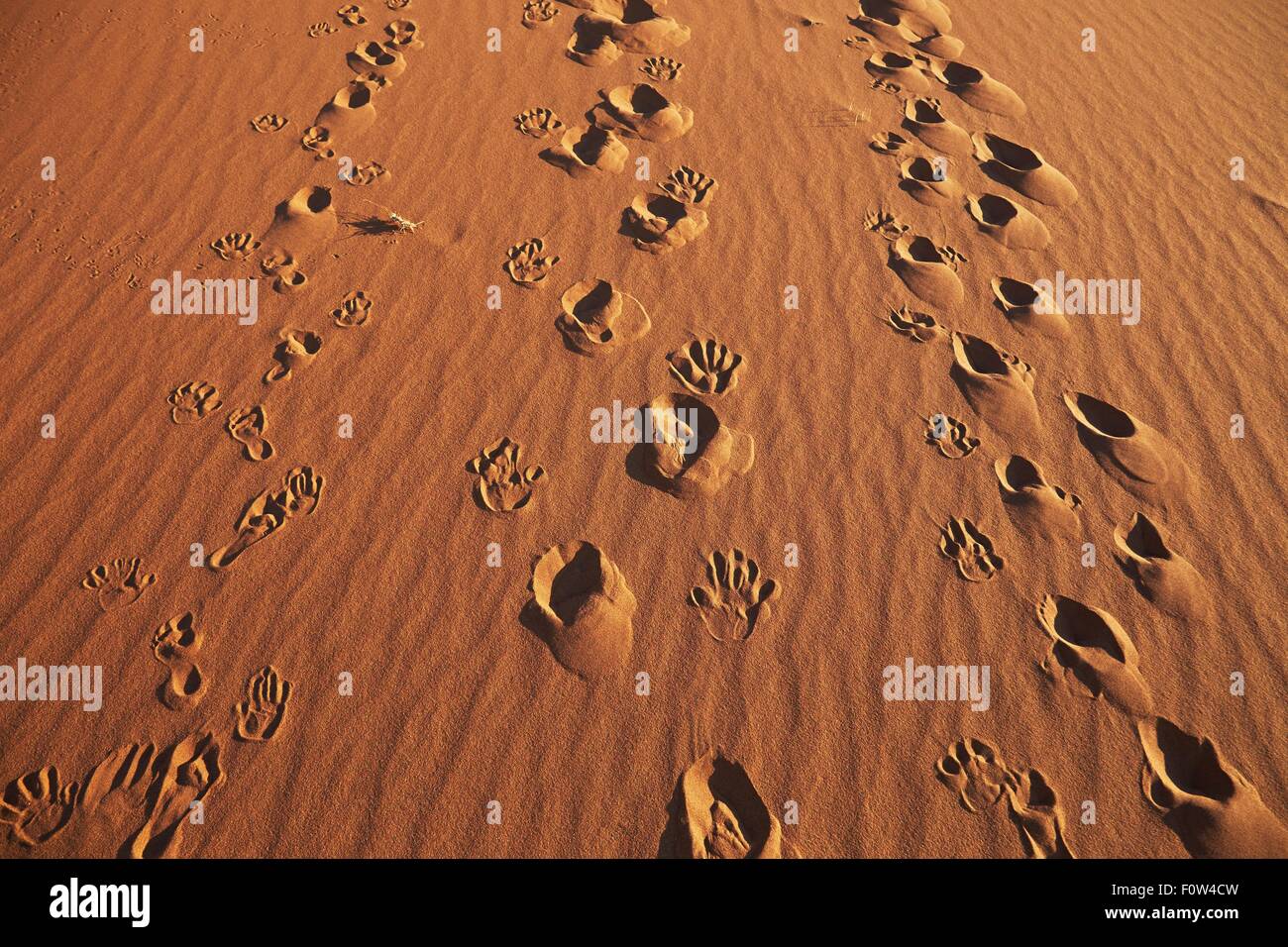 Main, pied et de la chaussure s'imprime en sable, le Parc National Namib Naukluft, Désert du Namib, Sossusvlei, Dead Vlei, Afrique Banque D'Images