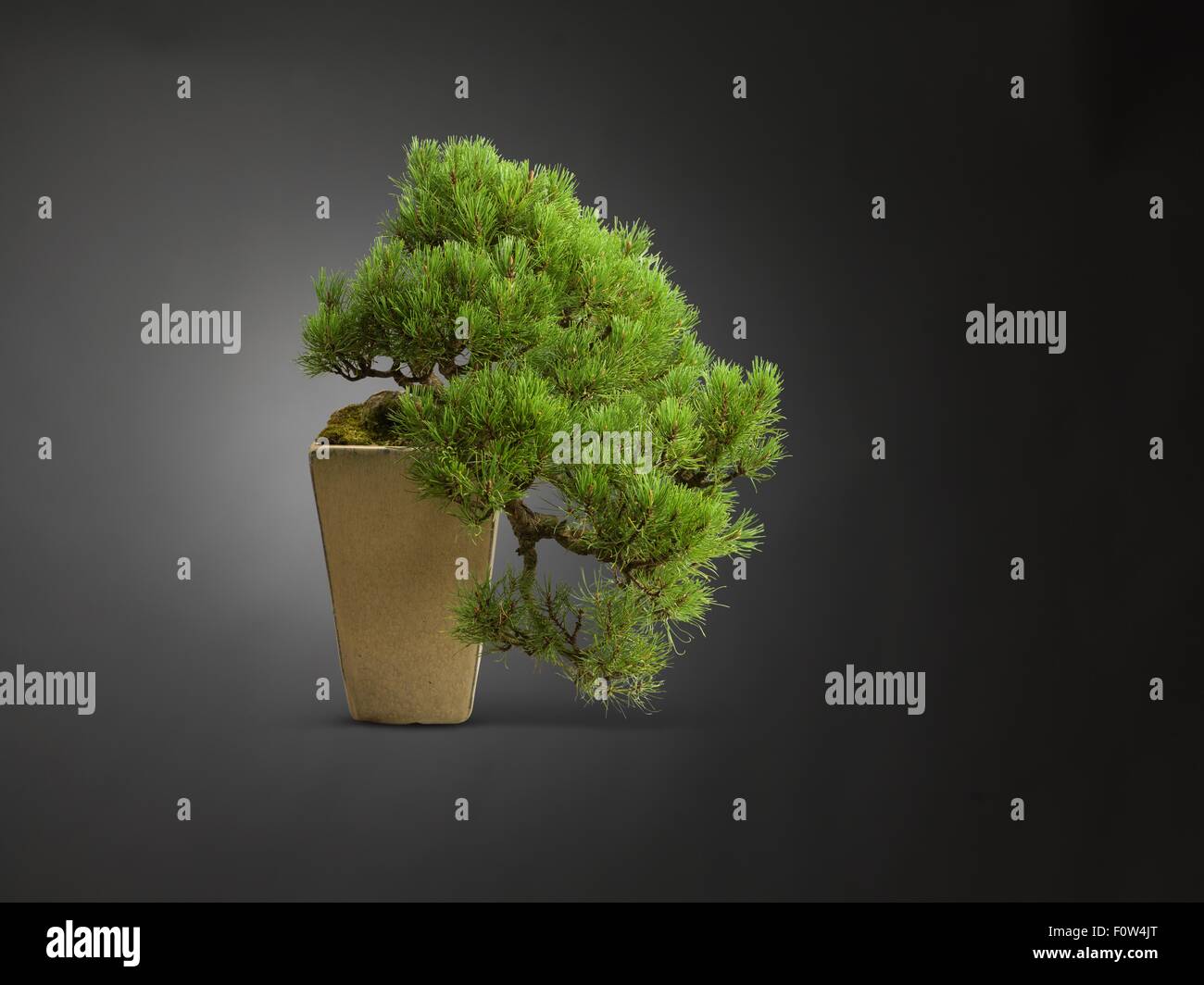 Studio shot of bonsai en grande plante pot Banque D'Images