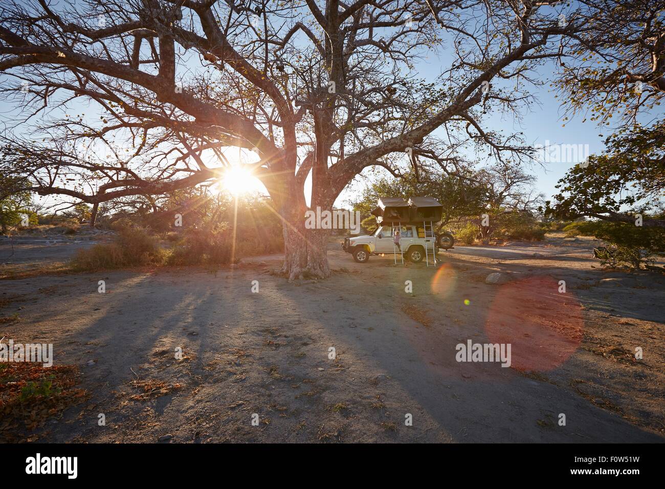 Véhicule hors route par grand arbre, coucher de soleil, Gweta, makgadikgadi, Botswana Banque D'Images