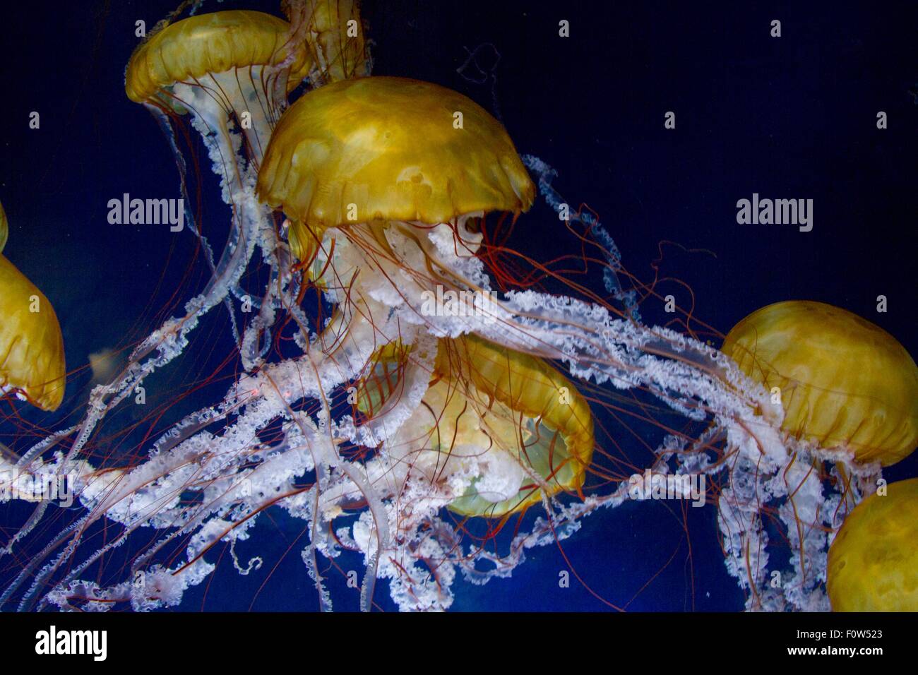 Vue sous-marine brillant de méduses flottant dans le groupe jaune mer Banque D'Images