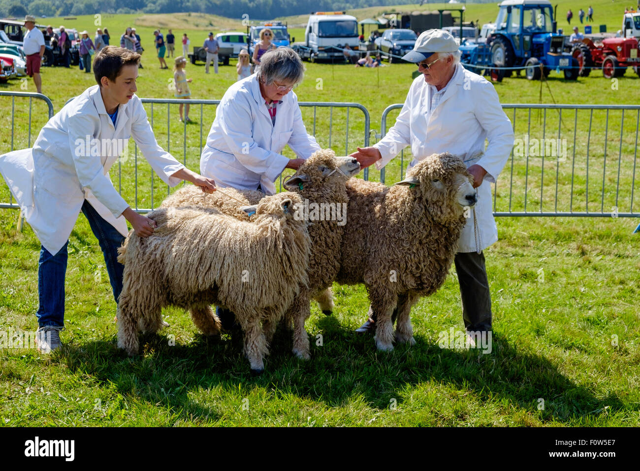 Le Leicestershire ram, brebis et agneaux en ring d'exposition au salon de l'agriculture de Chepstow avec chiens en attente de jugement. Banque D'Images