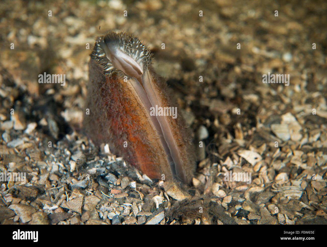 Moules du peintre (Unio pictorum) dans petit affluent du Danube. Le Delta du Danube, en Roumanie, en juin. Banque D'Images