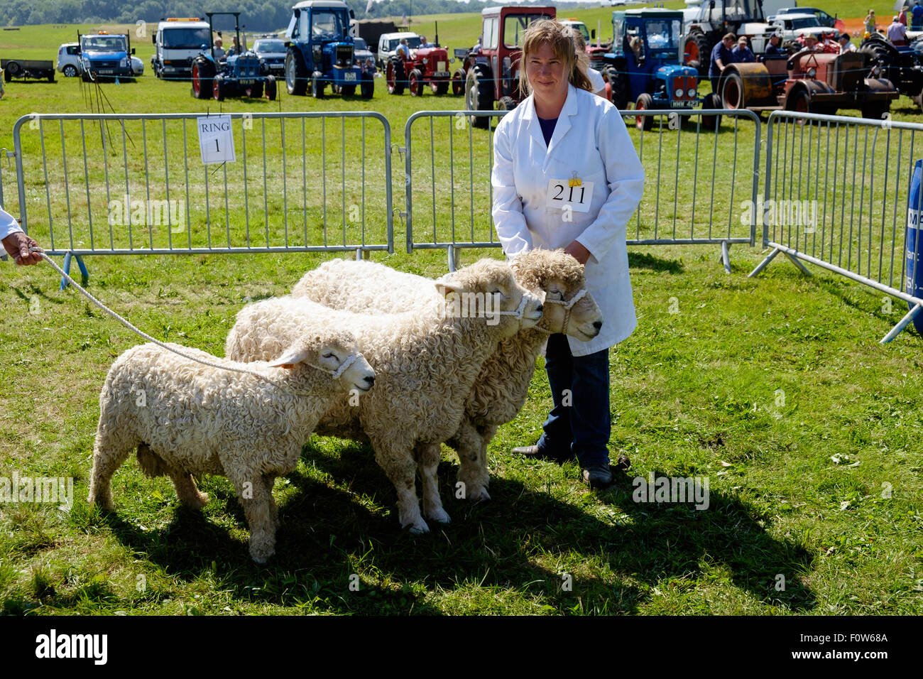 Gestionnaire en robe blanche avec groupe de trois moutons de Devon et de Cornouailles au Salon de l'agriculture de Chepstow pour juger de l'anneau. Pays de Galles Chepstow Banque D'Images