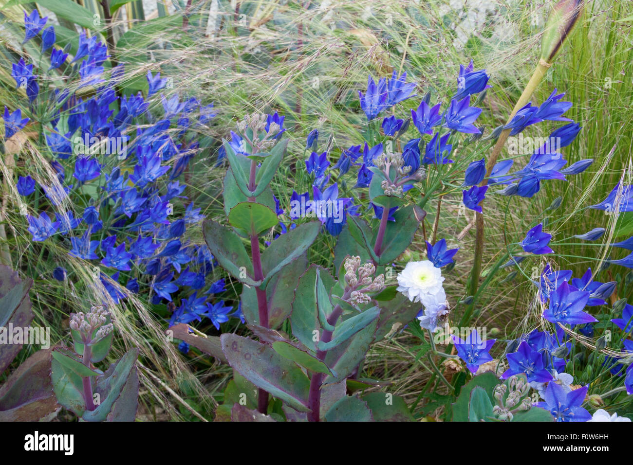 Le Triteleia laxa 'Konongin Fabiola' Banque D'Images