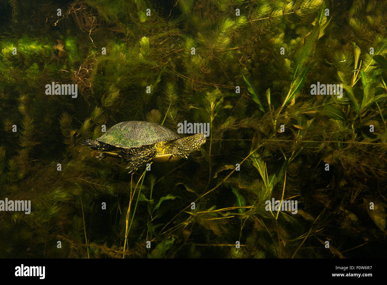 La tortue cistude (Emys orbicularis) sous l'eau, Delta du Danube, en Roumanie, en juin. Banque D'Images