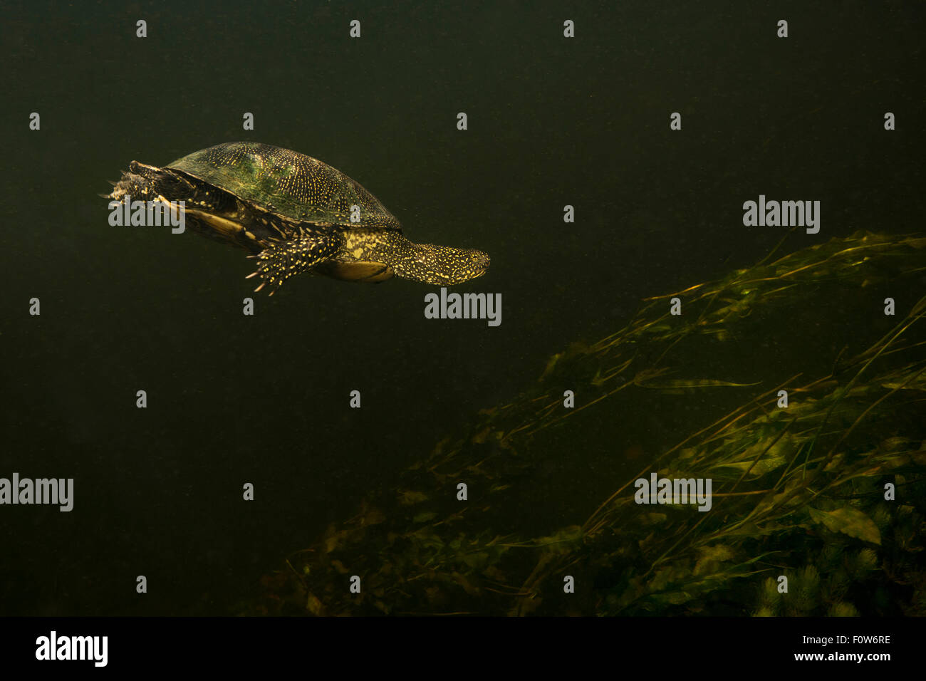 La tortue cistude (Emys orbicularis) sous l'eau, Delta du Danube, en Roumanie, en juin. Banque D'Images